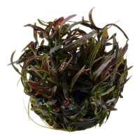 Hygrophila "Araguaia" (1-2-Grow!)
