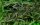 Hygrophila "Araguaia" (1-2-Grow!)