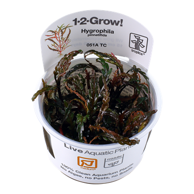 Hygrophila pinnatifida (1-2-Grow!)