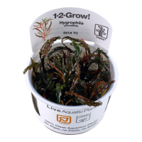 Hygrophila pinnatifida (1-2-Grow!)