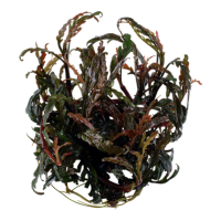 Hygrophila pinnatifida (1-2-Grow!)