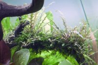 Hygrophila pinnatifida (1-2-Grow!)