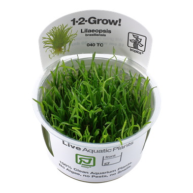 Lilaeopsis brasiliensis (1-2-Grow!)