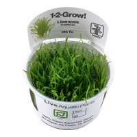 Lilaeopsis brasiliensis (1-2-Grow!)