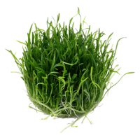 Lilaeopsis brasiliensis (1-2-Grow!)