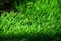 Lilaeopsis brasiliensis (1-2-Grow!)