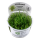 Lilaeopsis brasiliensis (1-2-Grow!)