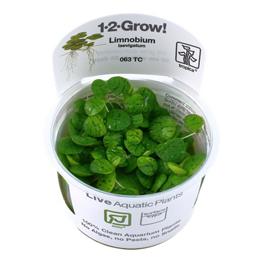 Limnobium laevigatum (1-2-Grow!)