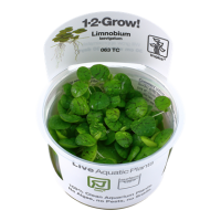 Limnobium laevigatum (1-2-Grow!)