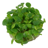 Limnobium laevigatum (1-2-Grow!)