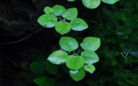 Limnobium laevigatum (1-2-Grow!)