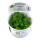 Limnobium laevigatum (1-2-Grow!)