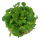Limnobium laevigatum (1-2-Grow!)