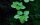 Limnobium laevigatum (1-2-Grow!)