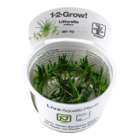 Littorella uniflora (1-2-Grow!)