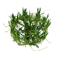 Littorella uniflora (1-2-Grow!)
