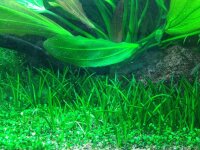Littorella uniflora (1-2-Grow!)