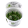 Littorella uniflora (1-2-Grow!)