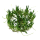 Littorella uniflora (1-2-Grow!)