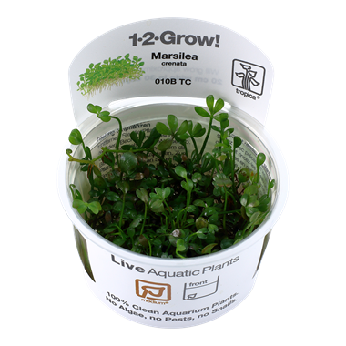 Marsilea minuta (1-2-Grow!)