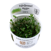 Marsilea minuta (1-2-Grow!)