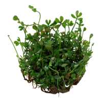 Marsilea minuta (1-2-Grow!)