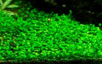 Marsilea minuta (1-2-Grow!)