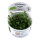 Marsilea minuta (1-2-Grow!)