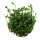 Marsilea minuta (1-2-Grow!)