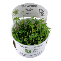 Marsilea hirsuta (1-2-Grow!)