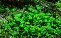 Marsilea hirsuta (1-2-Grow!)