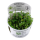 Marsilea hirsuta (1-2-Grow!)