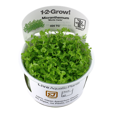 Micranthemum "Monte Carlo" (1-2-Grow!)