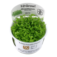 Micranthemum "Monte Carlo" (1-2-Grow!)