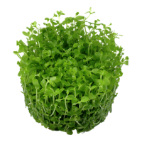 Micranthemum "Monte Carlo" (1-2-Grow!)