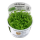 Micranthemum "Monte Carlo" (1-2-Grow!)