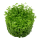 Micranthemum "Monte Carlo" (1-2-Grow!)