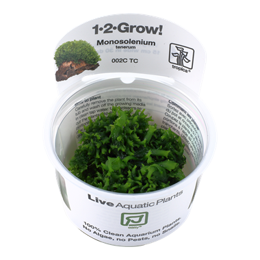 Monosolenium tenerum (1-2-Grow!)