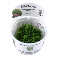 Monosolenium tenerum (1-2-Grow!)