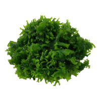 Monosolenium tenerum (1-2-Grow!)