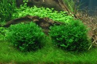 Monosolenium tenerum (1-2-Grow!)