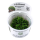 Monosolenium tenerum (1-2-Grow!)