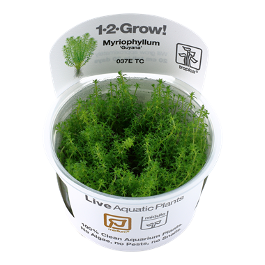 Myriophyllum "Guyana" (1-2-Grow!)