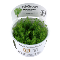 Myriophyllum "Guyana" (1-2-Grow!)