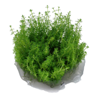 Myriophyllum "Guyana" (1-2-Grow!)
