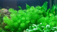 Myriophyllum "Guyana" (1-2-Grow!)