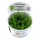 Myriophyllum "Guyana" (1-2-Grow!)