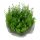 Myriophyllum "Guyana" (1-2-Grow!)