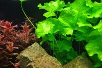 Nymphoides hydrophylla "Taiwan" (1-2-Grow!)