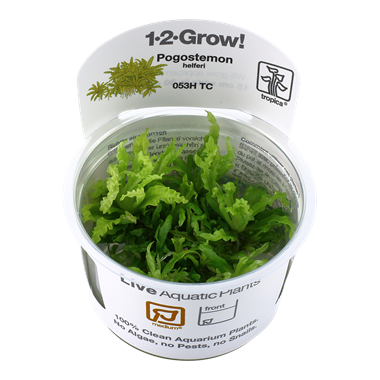 Pogostemon helferi (1-2-Grow!)
